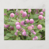 English Daisy Flower Briefkaart (Voorkant)