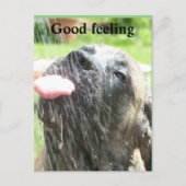 English Mastiff gutes Gefühl  Briefkaart (Voorkant)
