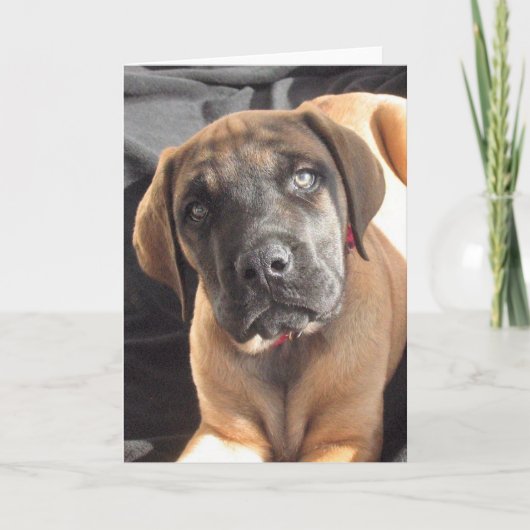 English Mastiff Puppy notecard Kaart (Voorkant)