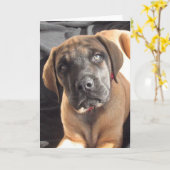 English Mastiff Puppy notecard Kaart (Gele Bloem)
