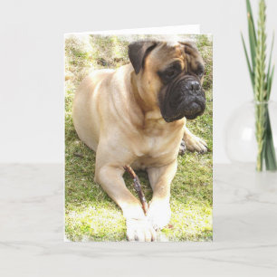 English Mastiff Wenskaart Kaart