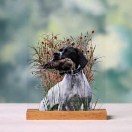 English Pointer  Acryl Bord