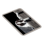 English Pointer Magnet - "Sophie" Magneet (Rechterzijde)