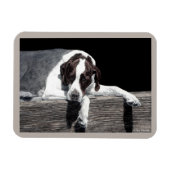 English Pointer Magnet - "Sophie" Magneet (Horizontaal)