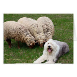English Sheep Dog
