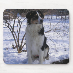 English Shepherd - Paige Muismat