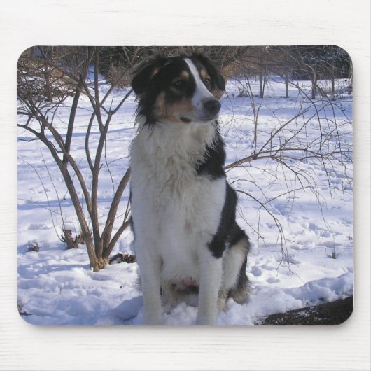 English Shepherd - Paige Muismat (Voorkant)