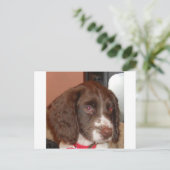 English_Springer_Spaniel lw puppy Briefkaart (Staand voorkant)