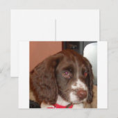 English_Springer_Spaniel lw puppy Briefkaart (Voorkant / Achterkant)