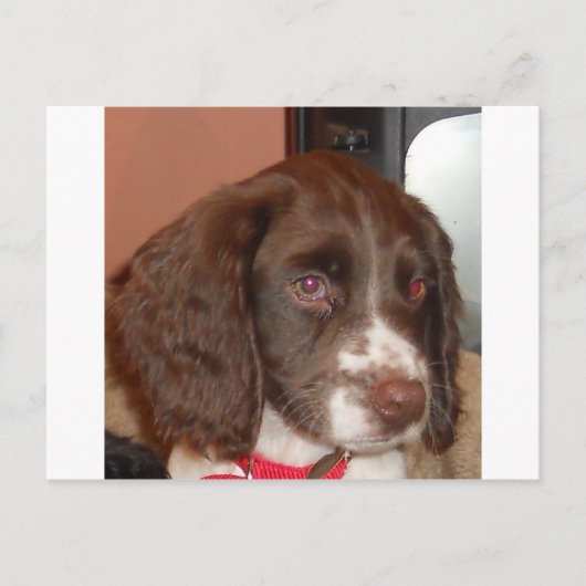 English_Springer_Spaniel lw puppy Briefkaart (Voorkant)