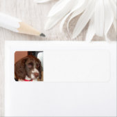 English_Springer_Spaniel lw puppy Etiket (Insitu)