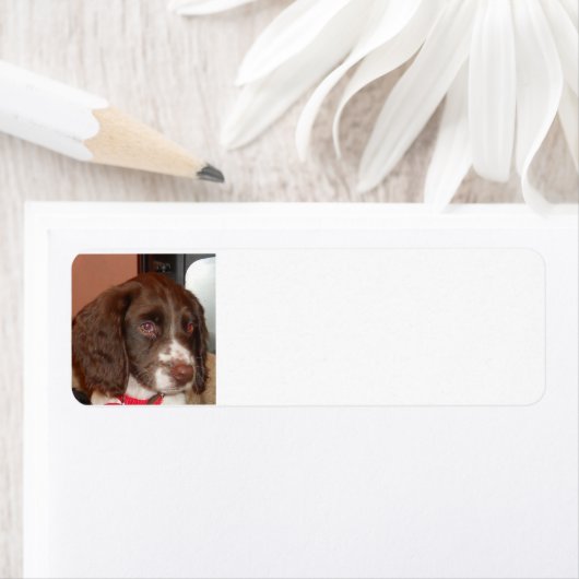 English_Springer_Spaniel lw puppy Etiket (Insitu)