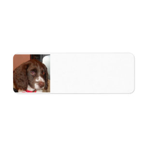 English_Springer_Spaniel lw puppy Etiket