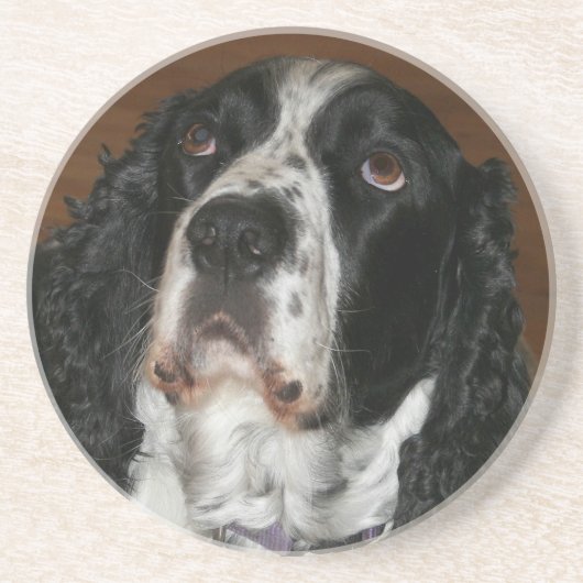 English Springer Spaniel Pet Photo Sandstone Zandsteen Onderzetter (Voorkant)