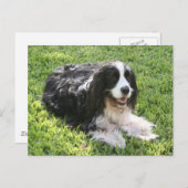English Springer Spaniel — Postcard Briefkaart (Voorkant / Achterkant)