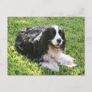 English Springer Spaniel — Postcard Briefkaart