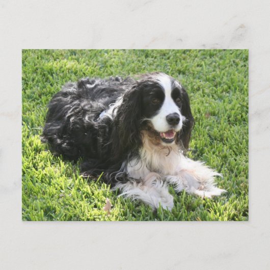 English Springer Spaniel — Postcard Briefkaart (Voorkant)