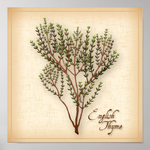 English Thyme Herb Poster