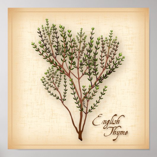 English Thyme Herb Poster (Voorkant)