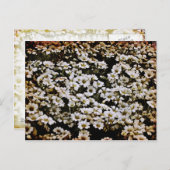 Enhanced Dasies Floral Briefkaart (Voorkant / Achterkant)