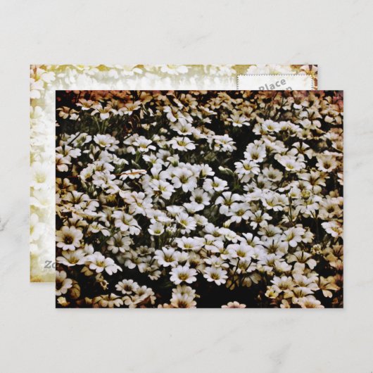 Enhanced Dasies Floral Briefkaart (Voorkant / Achterkant)