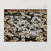 Enhanced Dasies Floral Briefkaart (Voorkant)