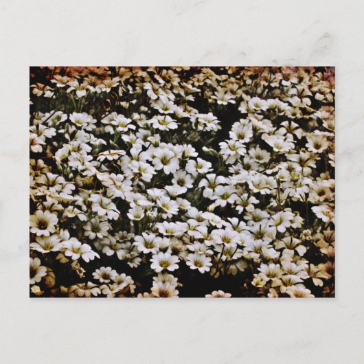 Enhanced Dasies Floral Briefkaart (Voorkant)