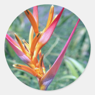 Enhanced Hawaiian Heliconia Flower Ronde Sticker