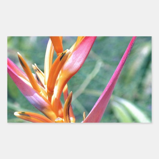Enhanced Heliconia Flower Rechthoekige Sticker (Voorkant)