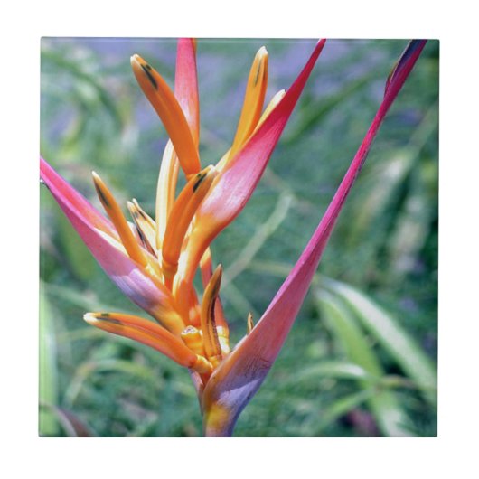 Enhanced Heliconia Flower Tegeltje (Voorkant)