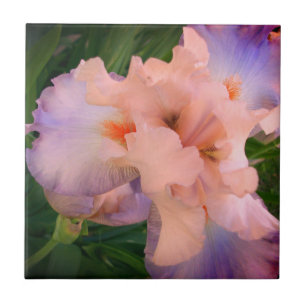 Enhanced Peach & Paars Iris Tegeltje