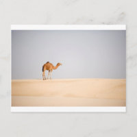 Enige kameel op Arabische zandduinen