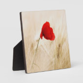 Enige Rode papaver in een grijs veld Fotoplaat (Voorkant)