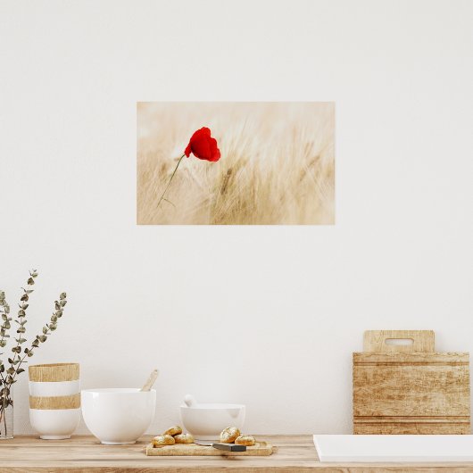 Enige Rode papaver in een grijs veld Poster (Keuken)