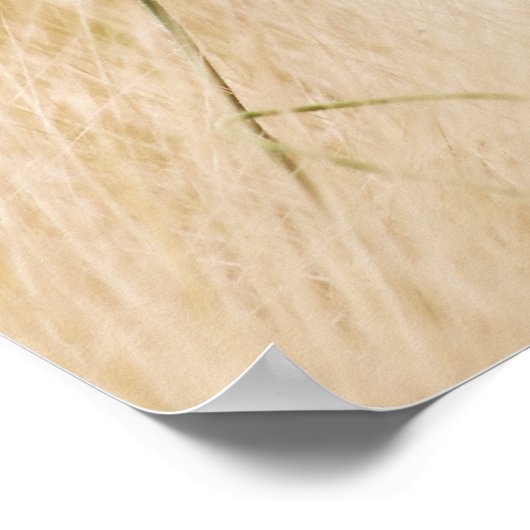 Enige Rode papaver in een grijs veld Poster (Hoek)