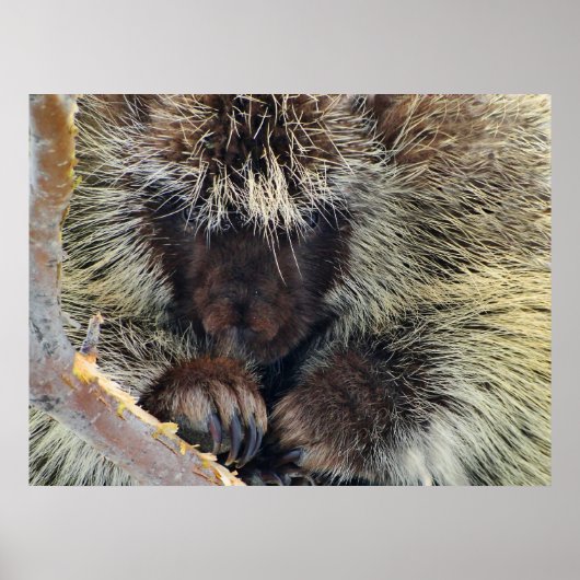 Enigma van Natuur Poster (Voorkant)