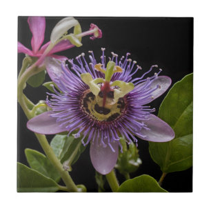 Enigmatic Beauty: de Paarse Passiebloem Tegeltje