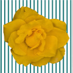 Enkel gele rozenbedekking staand fotobeeldje<br><div class="desc">Dit Single Yellow Roos ontwerp van Zazzle en Elizabeth's Creative Navolging kenmerkt één gele roos. Het is ook verkrijgbaar met één roze roze roos, één rode roos of één witte roos. Rode rozen symboliseren liefde en passie, gele rozen symboliseren vriendschap, roze rozen symboliseren bewondering of affectie, en witte rozen, bekend...</div>