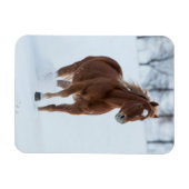 Enkel paard dat in de sneeuw loopt magneet (Horizontaal)