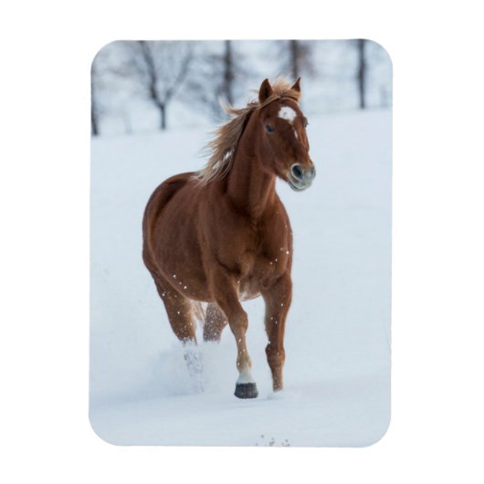 Enkel paard dat in de sneeuw loopt magneet (Verticaal)