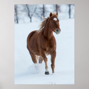 Enkel paard dat in de sneeuw loopt poster