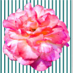 Enkel roze rozenschuim staand fotobeeldje<br><div class="desc">Dit Single Roze Rozenontwerp van Zazzle en Elizabeth's Creative Navolging kenmerkt één roze roos. Het is ook verkrijgbaar met één gele roos, één rode roos of één witte roos. Rode rozen symboliseren liefde en passie, gele rozen symboliseren vriendschap, roze rozen symboliseren bewondering of affectie, en witte rozen, bekend als het...</div>