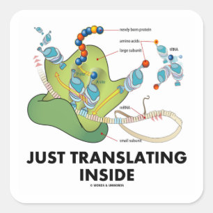 Enkel vertalen binnen (eiwitsynthese) vierkante sticker