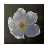 Enkel witte bloesem tegeltje (Voorkant)