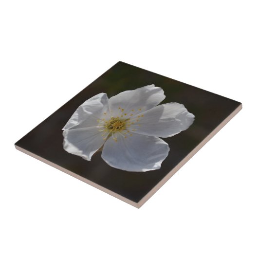 Enkel witte bloesem tegeltje (Zijkant)