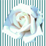 Enkel witte rozenbedekking staand fotobeeldje<br><div class="desc">Dit Single White Rose-ontwerp van Zazzle en Elizabeth's Creative Navolging kenmerkt één enkele witte roos. Het is ook verkrijgbaar met één gele roos, één rode roos of één roze roze roos. Rode rozen symboliseren liefde en passie, gele rozen symboliseren vriendschap, roze rozen symboliseren bewondering of affectie, en witte rozen, bekend...</div>