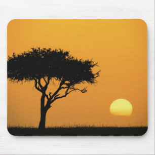 Enkele Acacia boom in silhouet bij zonsopgang, Mas Muismat
