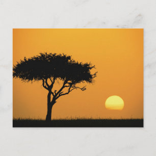 Enkele acaciaboom in silhouet bij zonsopgang, Masa Briefkaart
