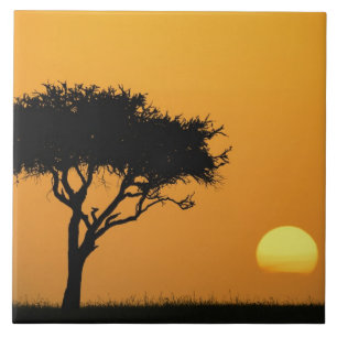 Enkele acaciaboom in silhouet bij zonsopgang, Masa Tegeltje