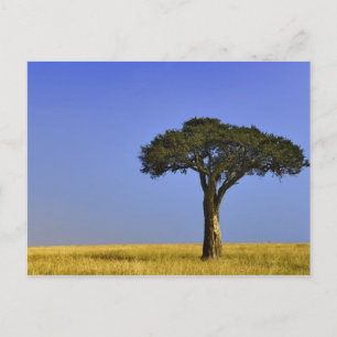Enkele acaciaboom op grazige vlaktes, Masai Mara, Briefkaart